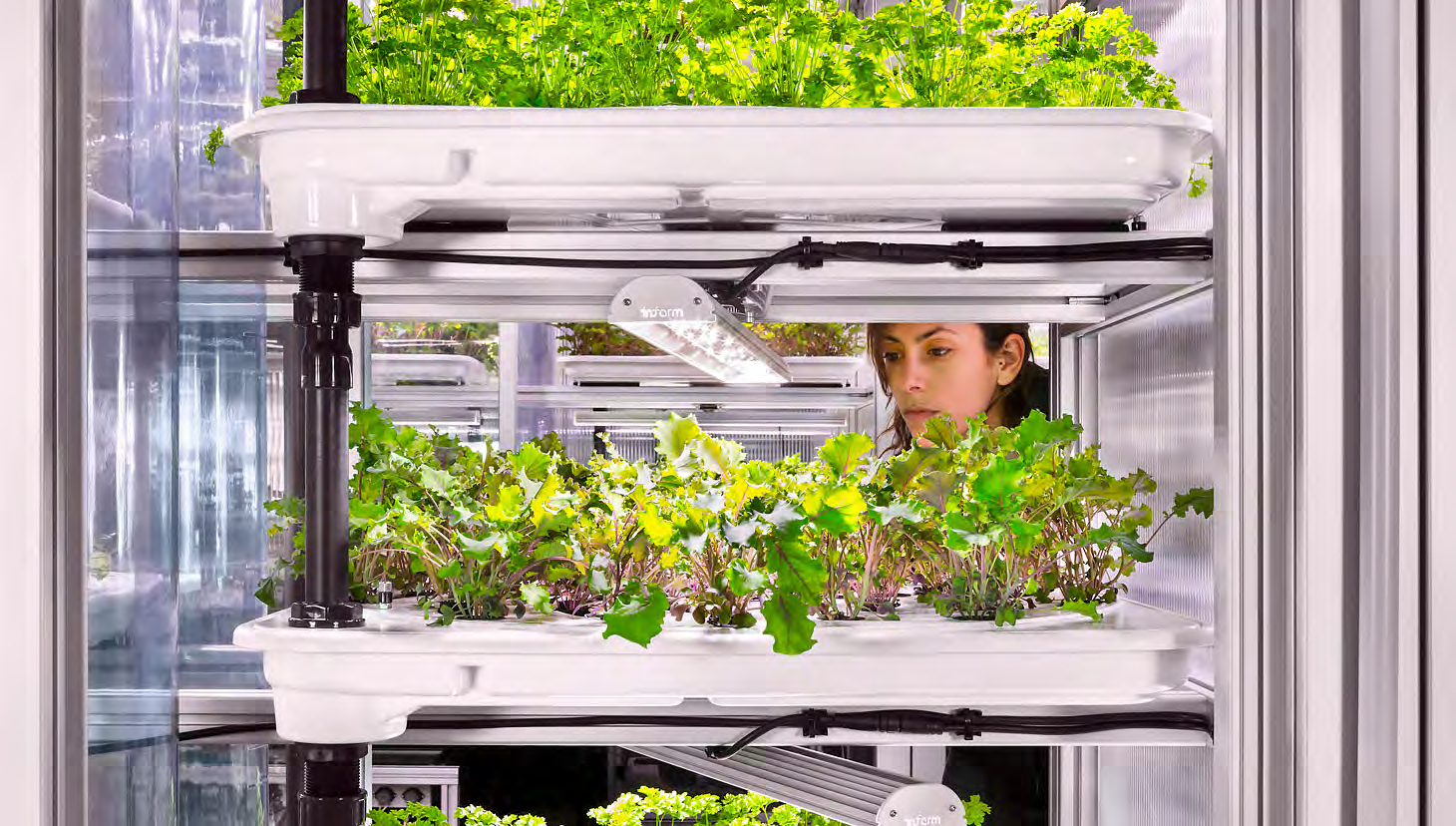 An Infarm employee checking on herbs that are growing in an indoor farm / infarm.com